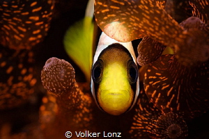 Anemonefish in bubble coral by Volker Lonz 